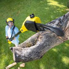 Trusted Altoona, WI Tree Services Experts