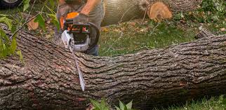 Best Tree Cabling and Bracing  in Altoona, WI
