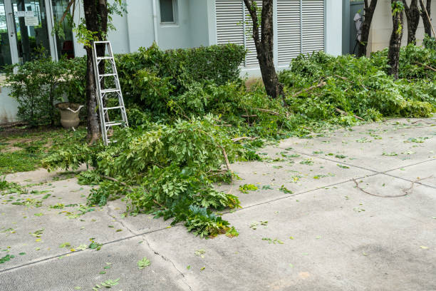 Best Palm Tree Trimming  in Altoona, WI