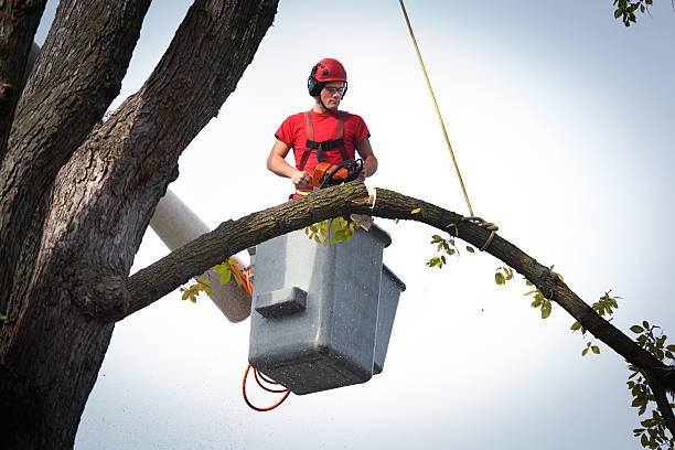 Best Tree Disease Treatment  in Altoona, WI