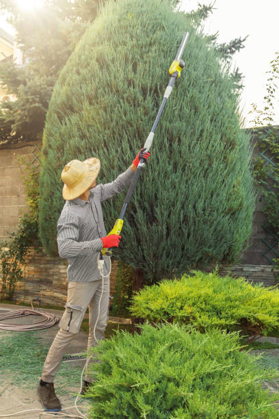 Best Tree Disease Treatment  in Altoona, WI